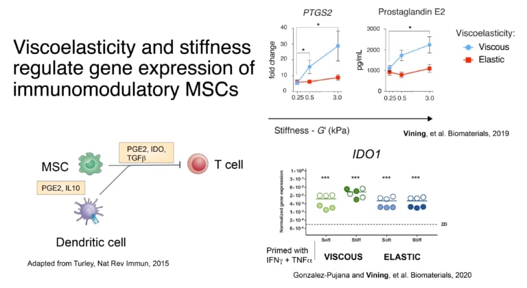 Viscoelasticity and stiffness regulate gene expression of immunomodulatory MSCs